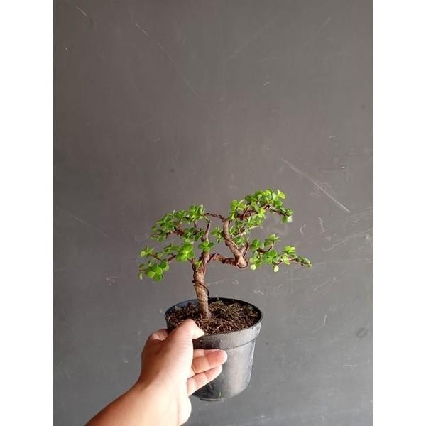 bonsai jade plant (bonsai indoor.) tinggal pajang