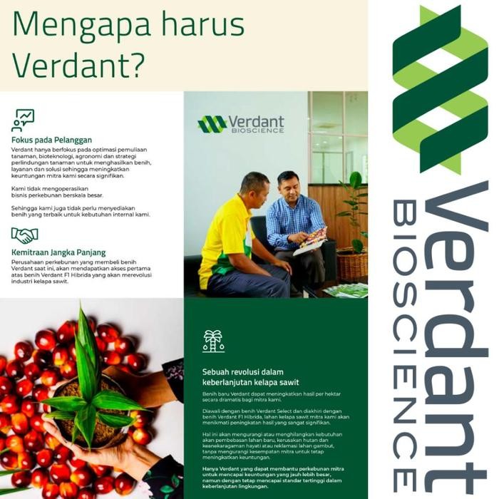 BIBIT POLONG KECAMBAH SAWIT VERDANT SELECT UNGGUL BIBIT SAWIT SULTAN VERDANT SELECT ASLI
