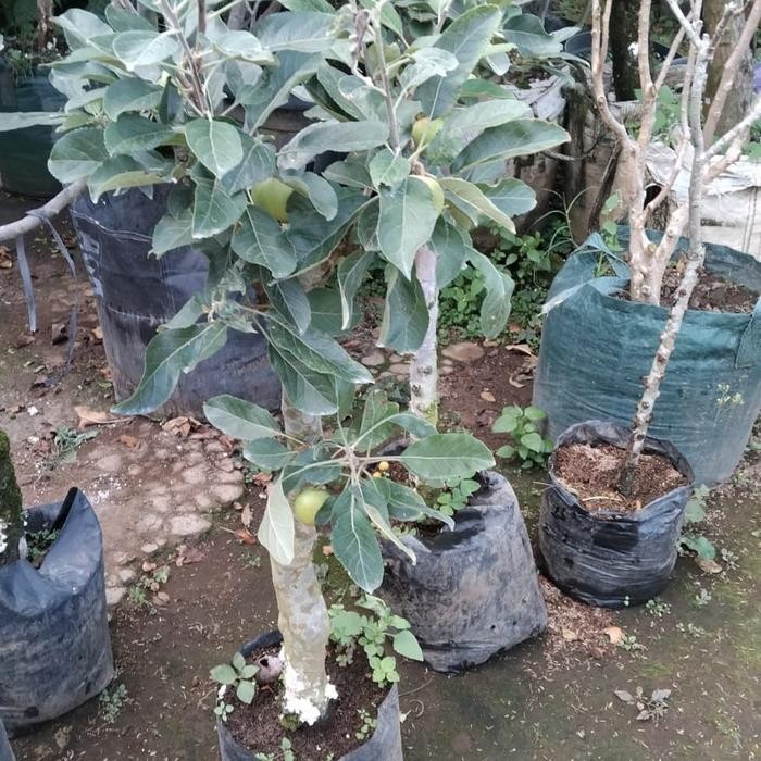 bibit pohon apel anna Berbuah/ Bibit Apel Berbuah/Tabulampot apel