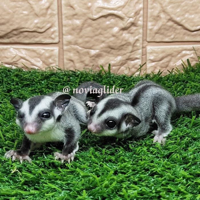 sugar glider classic grey