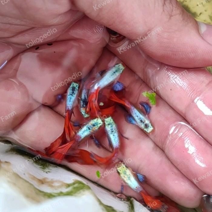 (Allthebest) Ikan Guppy PRTDE Platinum Red Tail Dumbo Ear Sepasang