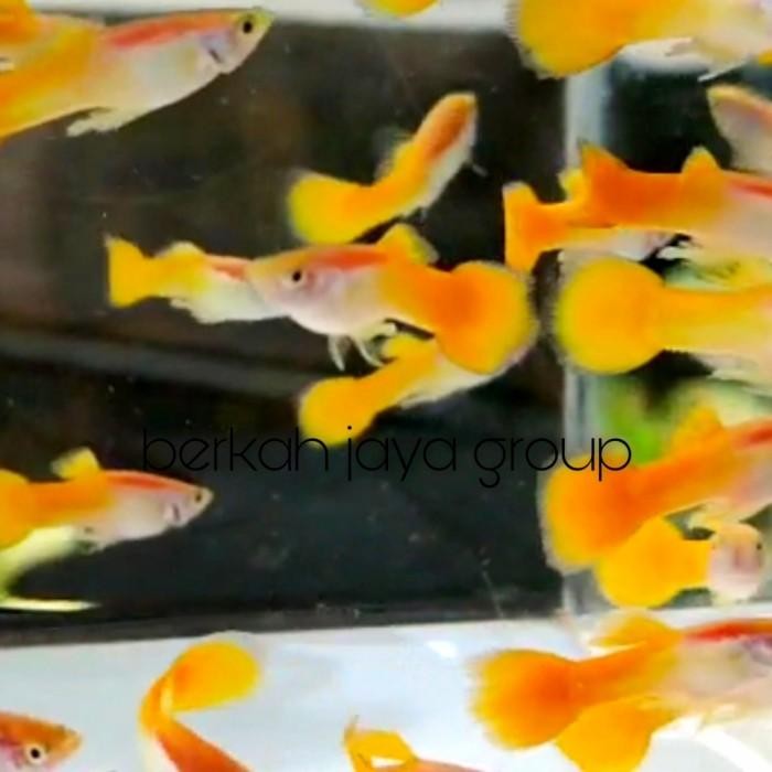 (Allthebest) ikan hias guppy yellow micarif