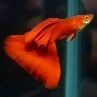 (Allthebest) Guppy AFR Albino Full Red Big Dorsal Grade A Ikan Hias Aquascape Murah