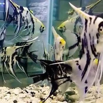 (Allthebest) Ikan Manfish marble black / white. ikan Aquascape, tankmate arowana