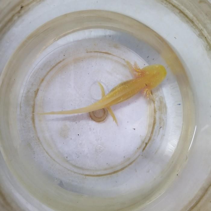 (Allthebest) Axolotl Albino 5cm (Salamander/dogfish)