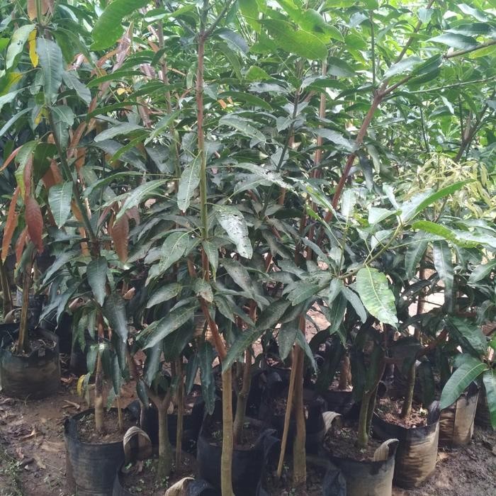 

ASLI mangga gedong gincu READY STOCK