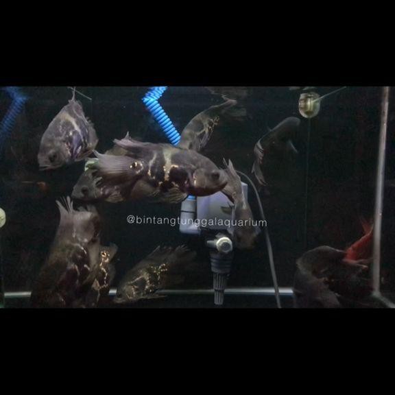 Oscar Black Tiger Good Marking Slayer Impor 15Cm