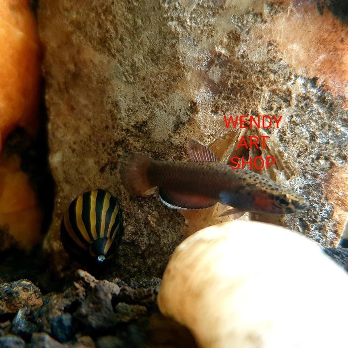Wild Betta Albimarginata Pair (Sepasang) Cocok Untuk Biotope