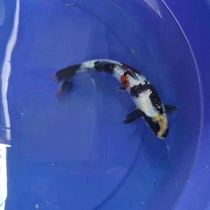 Ikan Koi Blitar Jenis Showa Rumah Koi Jakarta Kode 0011