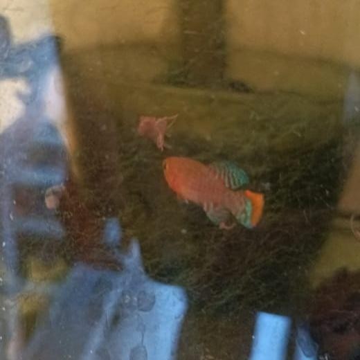 Killifish Rachovi Jantan