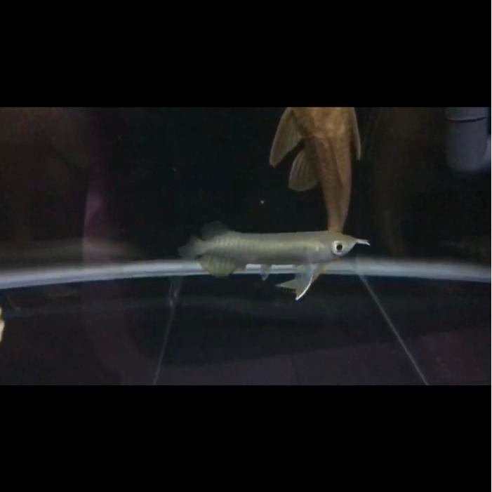 Arowana Green Pino / Arwana Green Pino 12Cm Itl ( I Tiaw Lung )