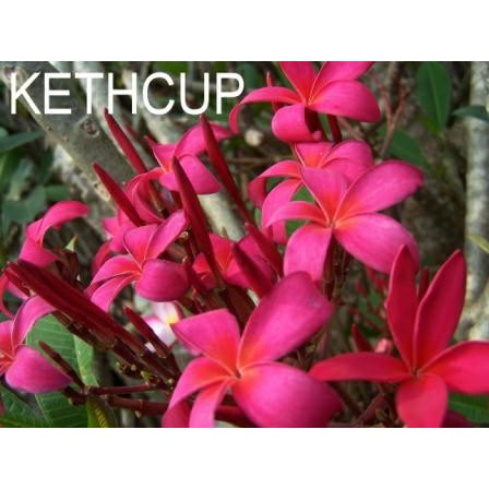 Pohon Kamboja Merah Kecap