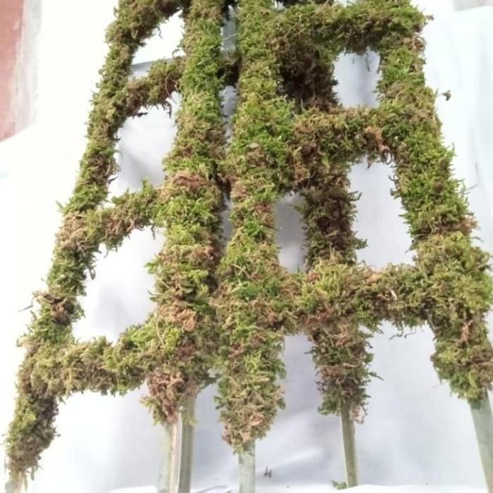 Turus Lumut Bambu Tangga 70 Cm