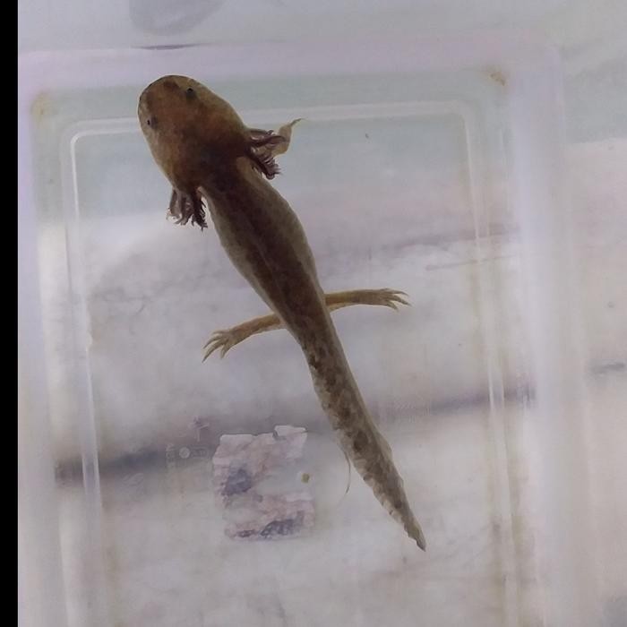 Mainan Ikan Axolotl Juve Marble Uk 10-12Cm (Dogfish / Salamander) -Gratisongkir