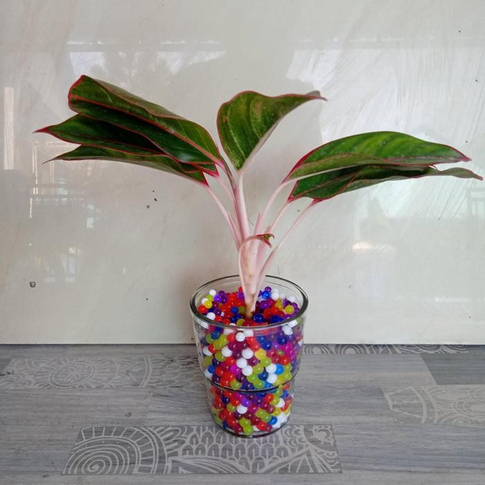 Media Tanam Hydorogel Pengganti Tanah untuk Tanaman