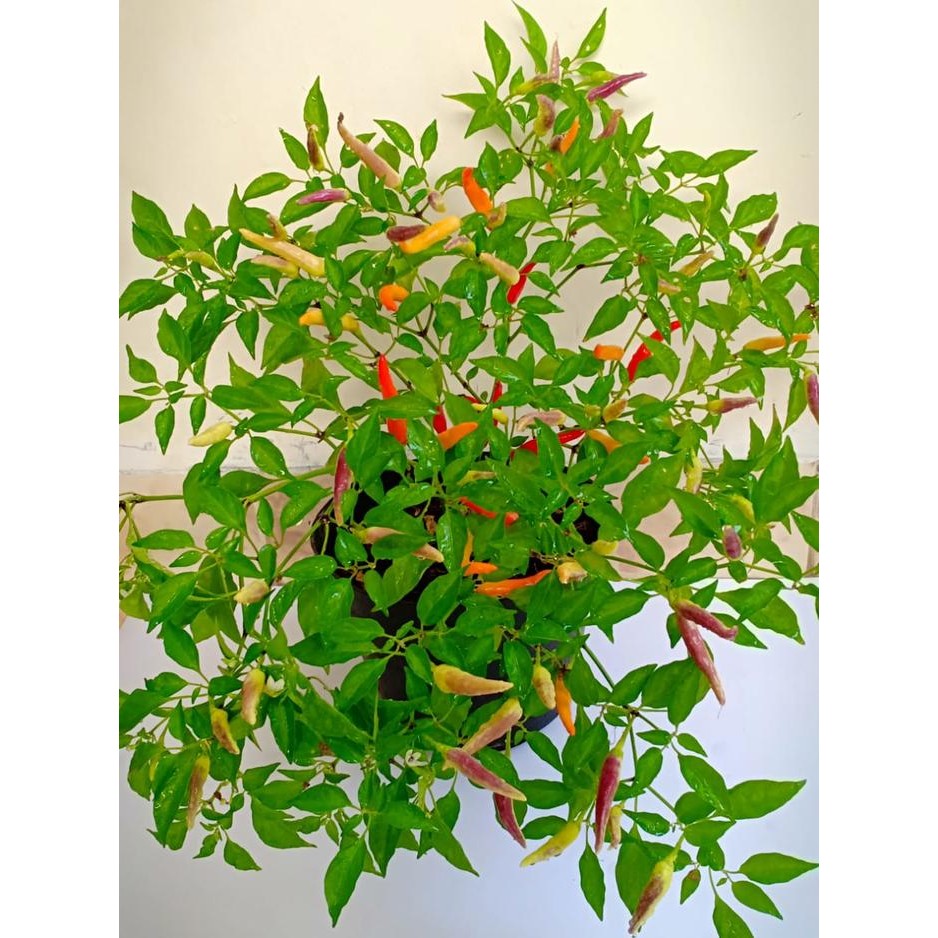 BENIH CABAI HIAS SYAKIRA IPB