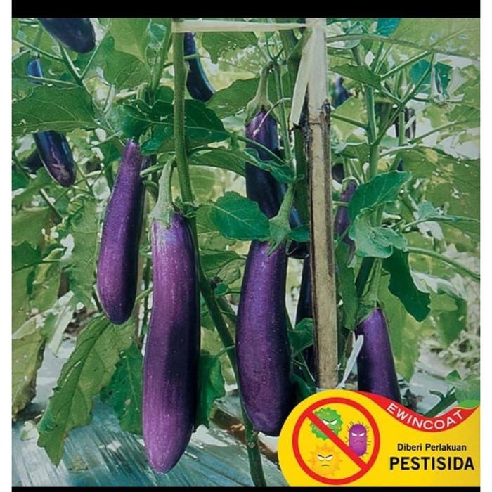 BENIH PANAH MERAH - TERONG MUSTANG F1