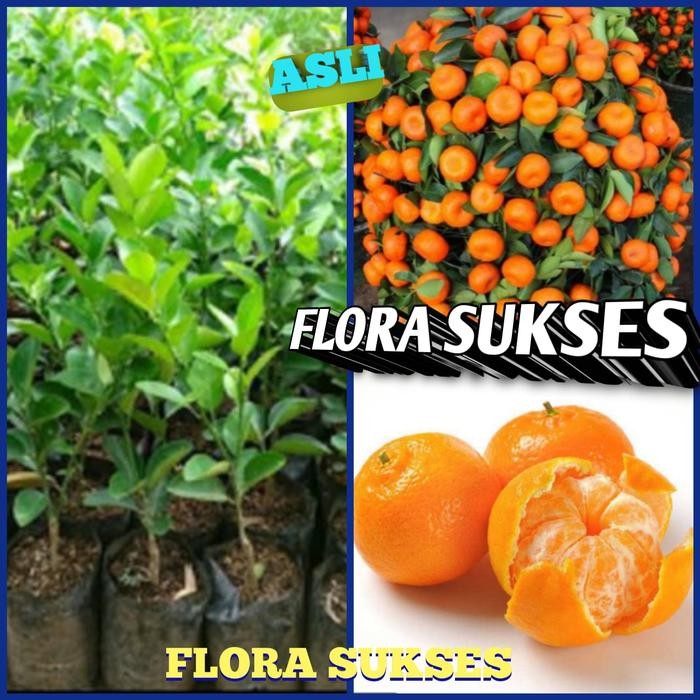 BIBIT TANAMAN POHON JERUK SANTANG MADU BIBIT JERUK SANTANG MADU