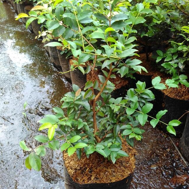 BIBIT TANAMAN BUAH ANGGUR BRAZIL JABOTICABA