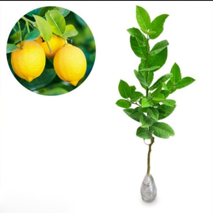 BIBIT JERUK LEMON TEA POHON JERUK LEMON TEA BIBIT TANAMAN JERUK LEMON