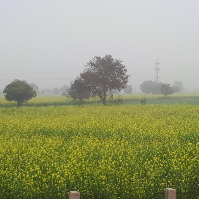 

Barang Terlaris Yellow Mustard Seed 1kg / Biji Sawi (Mustard) Kuning 1kg Ready