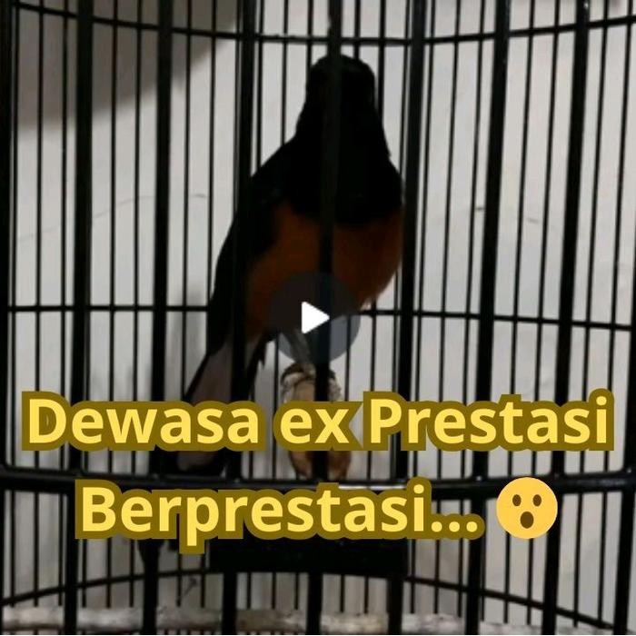 Murai Hutan Dewasa Ex Prestasi