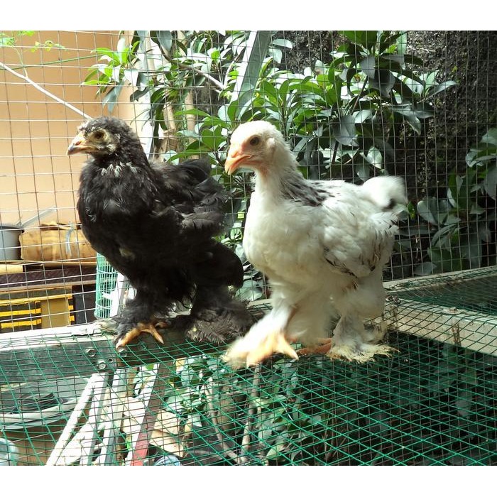 BARU- DOC AYAM BRAHMA USIA 1.5 BULAN ( REAL FOTO DAN VIDEO )