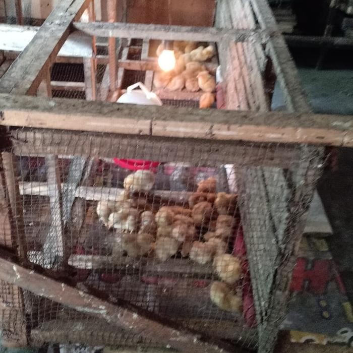 doc ayam petelur per 2 box