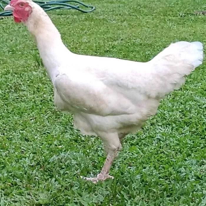 Betina Babon Biang Ayam Pelung Jumbo Produkan Siap Bertelur