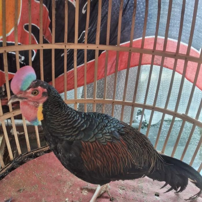 Paket Ayam Hutan Hijau 1 Jantan + 2 Betina