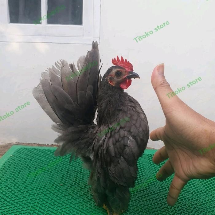 AYAM SERAMA WARNA ABU ABU SERAMA ASLI