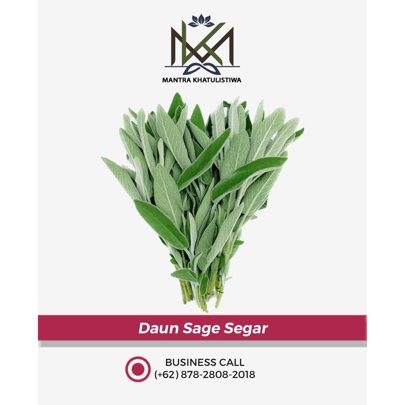 

DAUN SAGE SEGAR SAGE HERBS