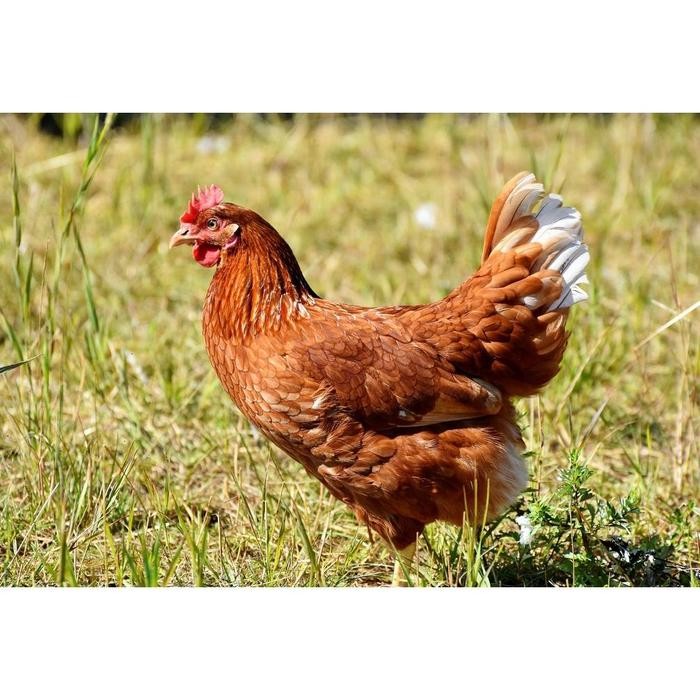 Suplemen Ayam Tinggi Kalsium, Pakan Ayam Pedaging Petelur CALSIUM +