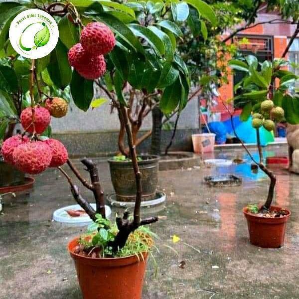 bibit tanaman leci sudah pernah berbuah