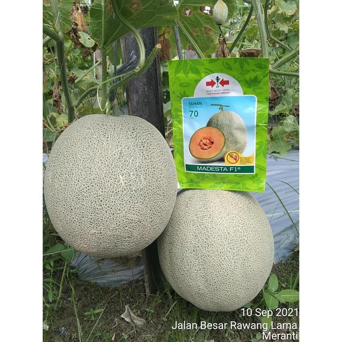 Benih Bibit Biji Melon Madu Bulat MADESTA 40 Butir dari Cap Panah Merah