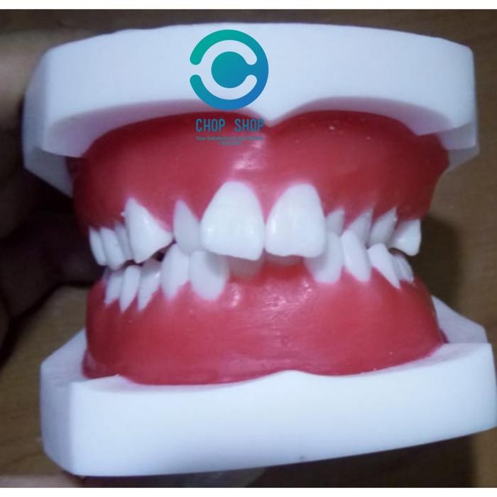 Model Phantom Typodont Ortho Bahan Wax Latihan Ortho Kawat Gigi