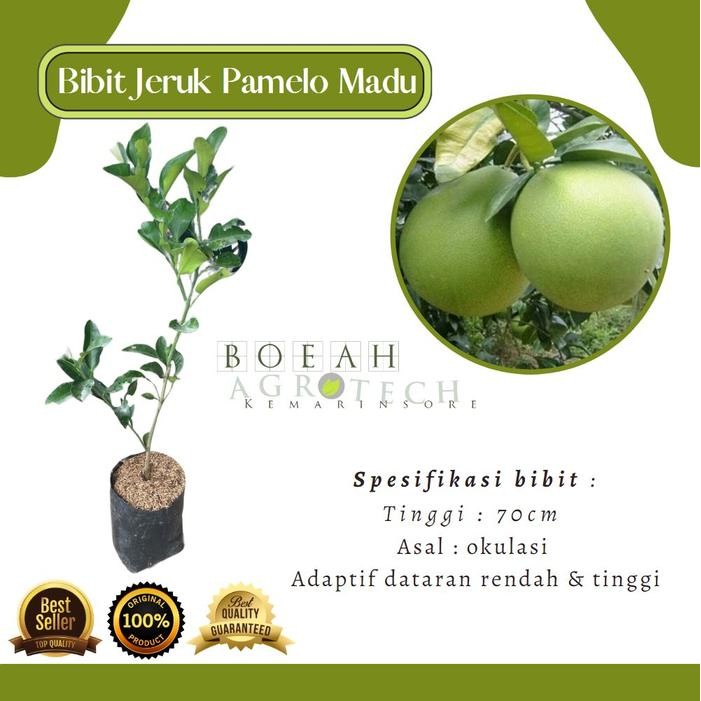 Bibit Tanaman Jeruk Pamelo Madu/Jeruk Bali