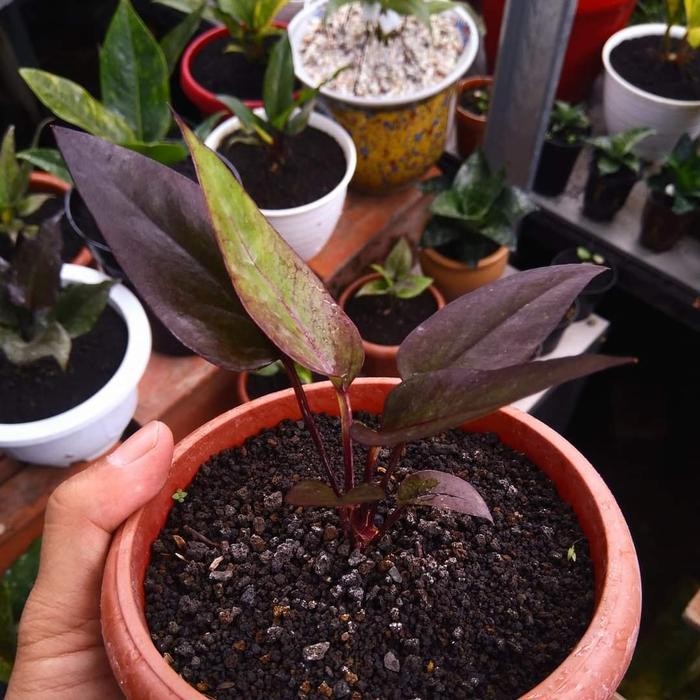 Lionmarket Anthurium Red Burgundy