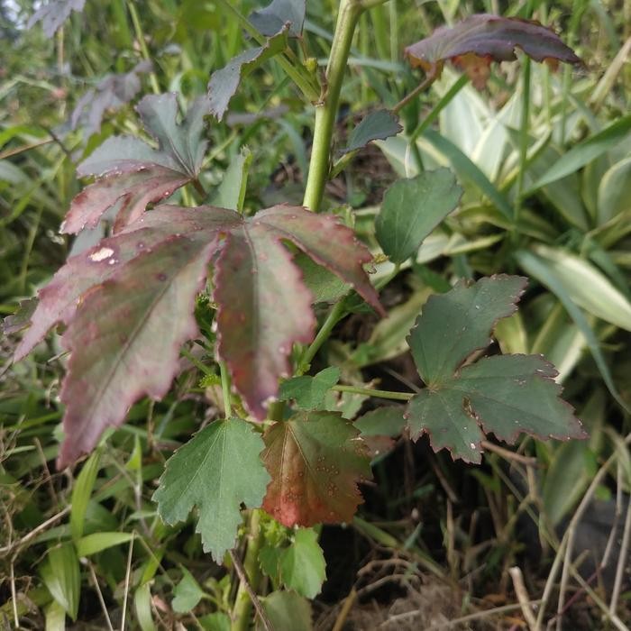 Lionmarket Bahan Bonsai Javanese Maple Green