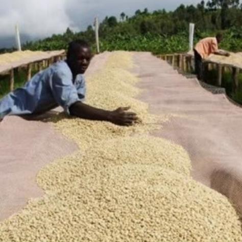 

ETHIOPIA GELANA GEISHA 24 GREEN BEANS