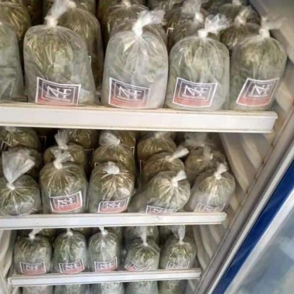 Lapindo umpan Galatama lele siap pakai (TERBAIK) (TERBARU) (TERMURAH)