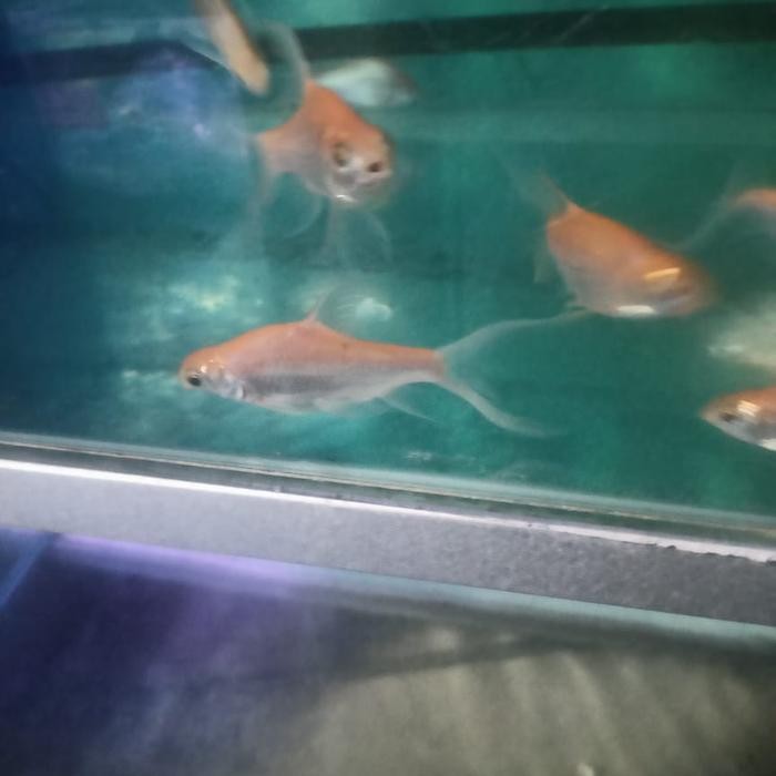 Siap Kirim Kaviat Pink Slayer / Mata Merah Ikan Hias Aquascape