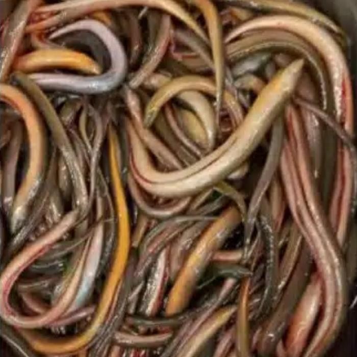 

Siap Kirim Belut Sawah Segar 500 gr - Protein Tinggi