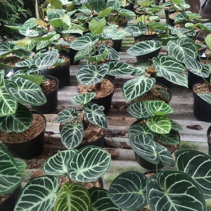 ANTHURIUM DORAYAKI MANGKOK ORI