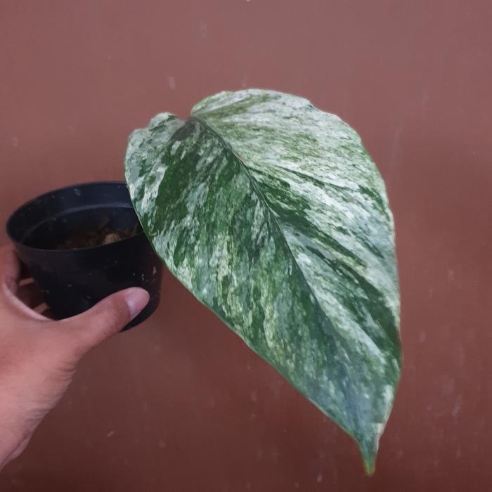 EPREMNUM HANOMAN SP BALI VARIGATA