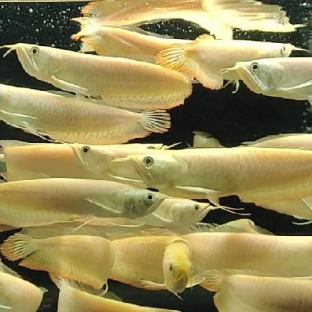 Arwana Silver Albino 18-20Cm Mata Merah