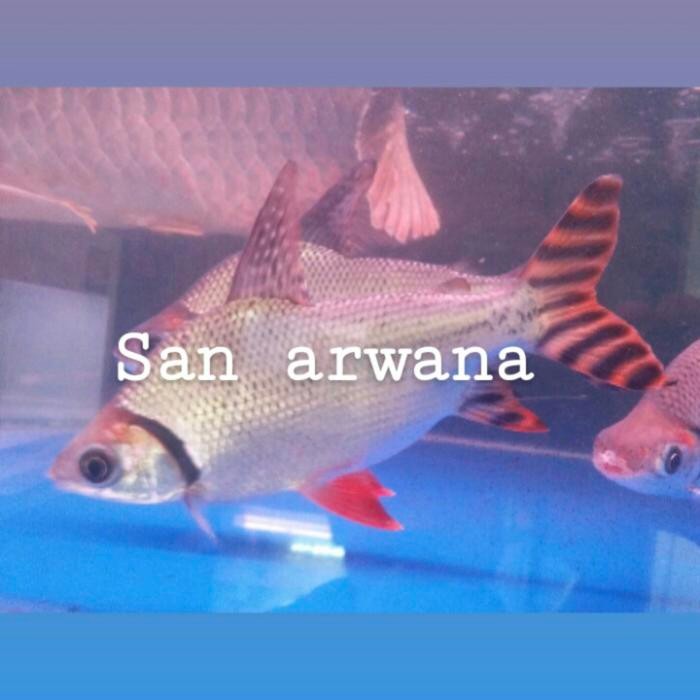 Hot Sale Red Feifeng American Flagtail Rff Tankmate