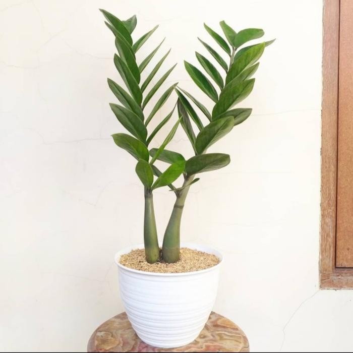 

TANAMAN HIAS ZAMIOCULCAS ZAMIIFOLIA / TANAMAN DOLLAR / INC POT TAWON