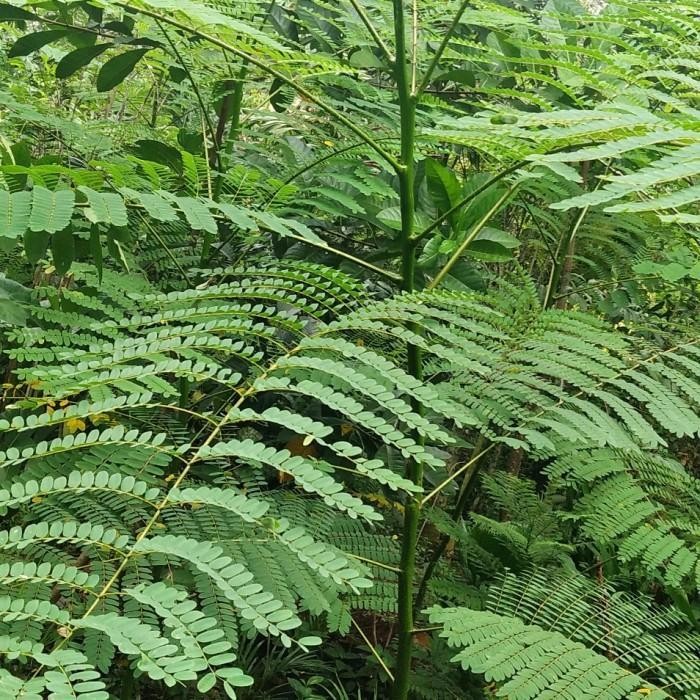 

pohon solobium pakis brazil tinggi 250cm murah