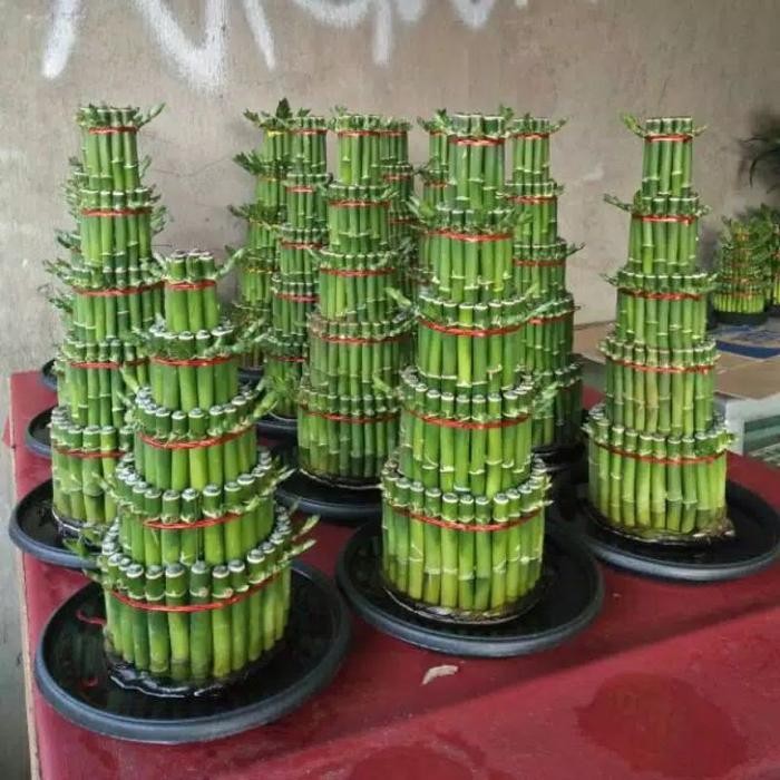 

Tanaman Hias Bambu Hoki 5 susun